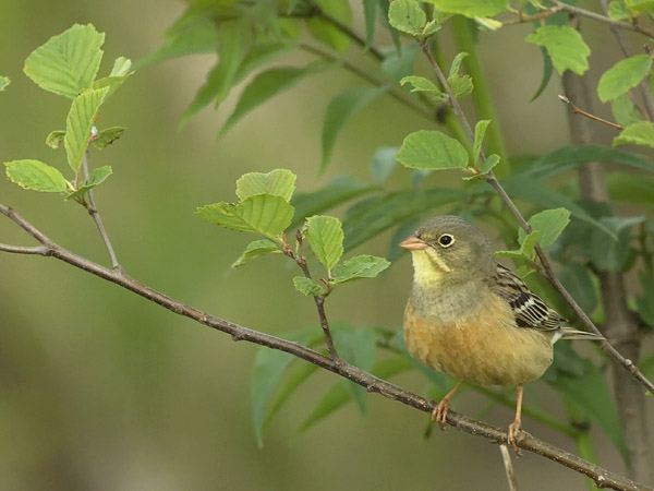 Peltosirkku, Ortolan Bunting, Emberiza hortulana